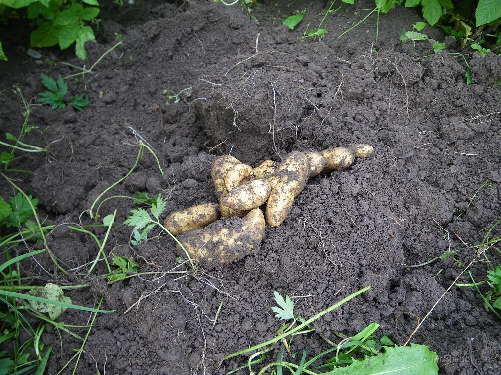 IMGP4113.JPG - Även mandelpotatis kommer det att bli lite av.