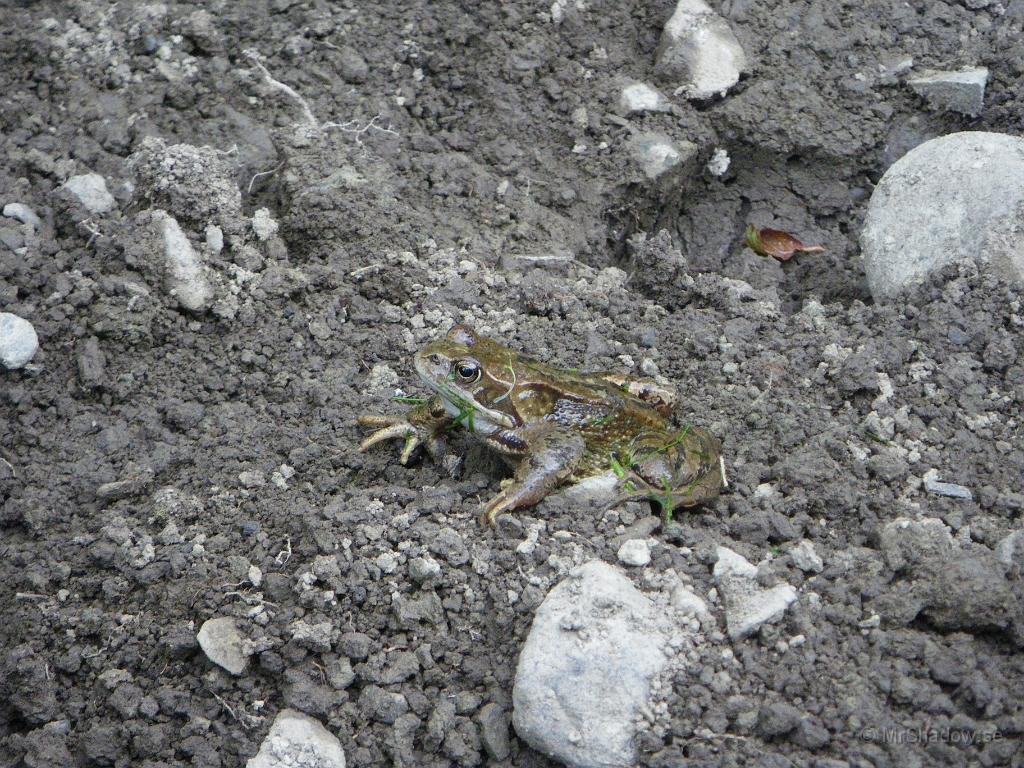 IMGP4115.JPG - Ett av de få vilda djuren som kommer på besök, en groda..