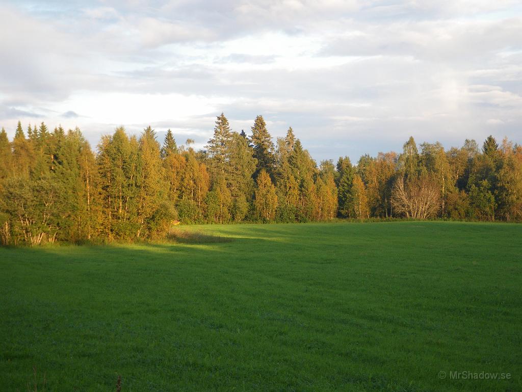 IMGP4161.JPG - Nu börjar det vara höst på riktigt. Lövträden ner mot Alsensjön har börjat skifta i gulbrunt.