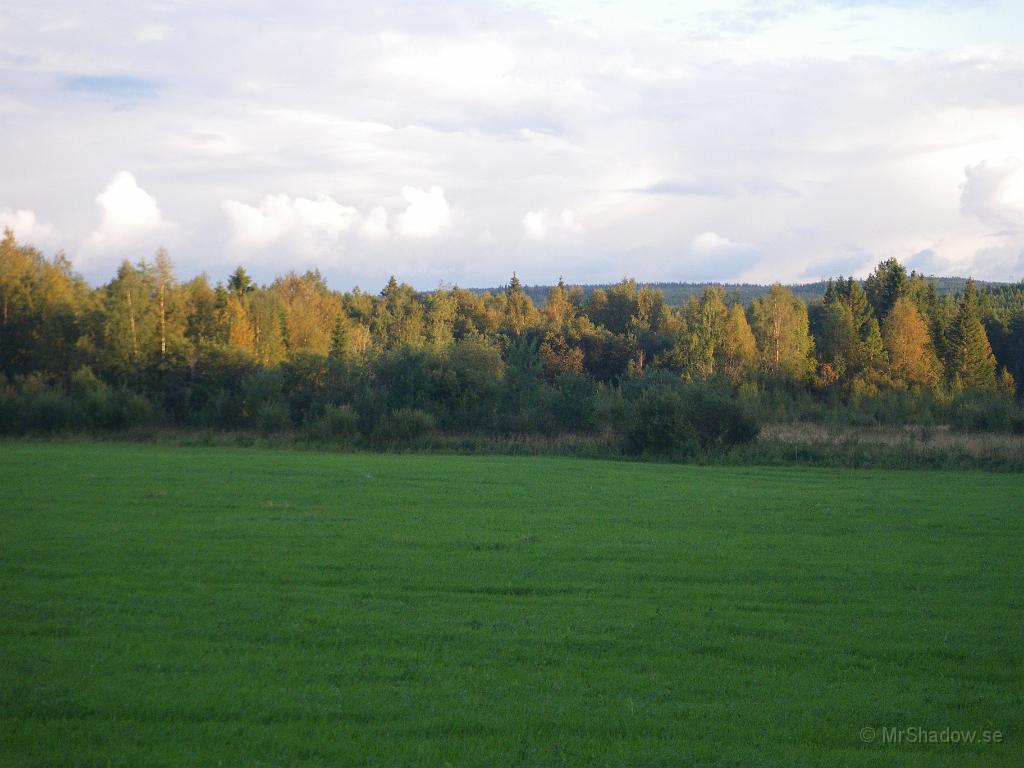 IMGP4163.JPG - Träden lyser  fint i solen på kvällskvisten