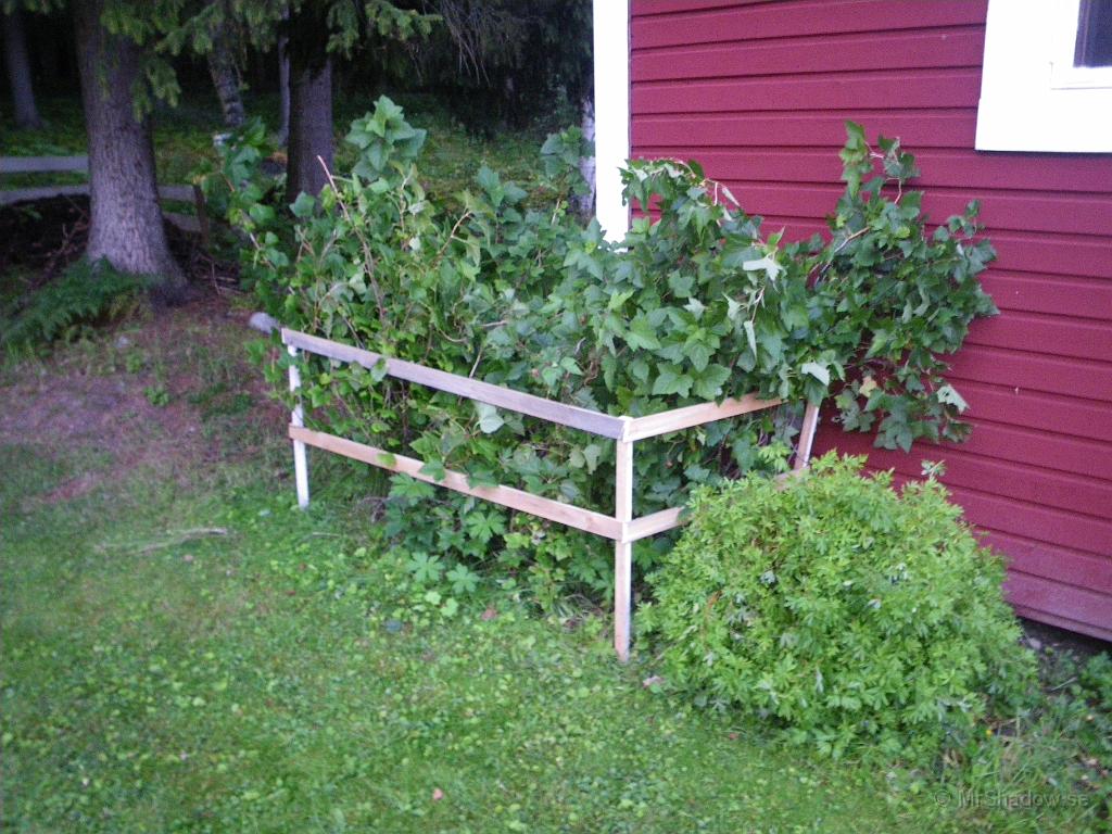 IMGP4166.JPG - Byggt staket runt svartvinbärsbuskarna. Borde varit gjort tidigare dä kvistarna legat efter marken i flera år..