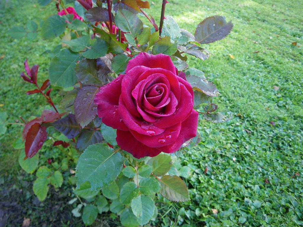 IMGP4170.JPG - Jag gillar den där rosen :-)  Undrar vem man skall ge den till ;-)