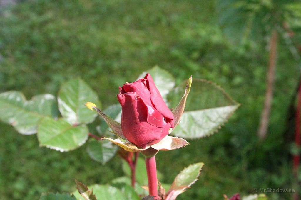 IMG_8722.JPG - Första rosen håller på att slå ut.
