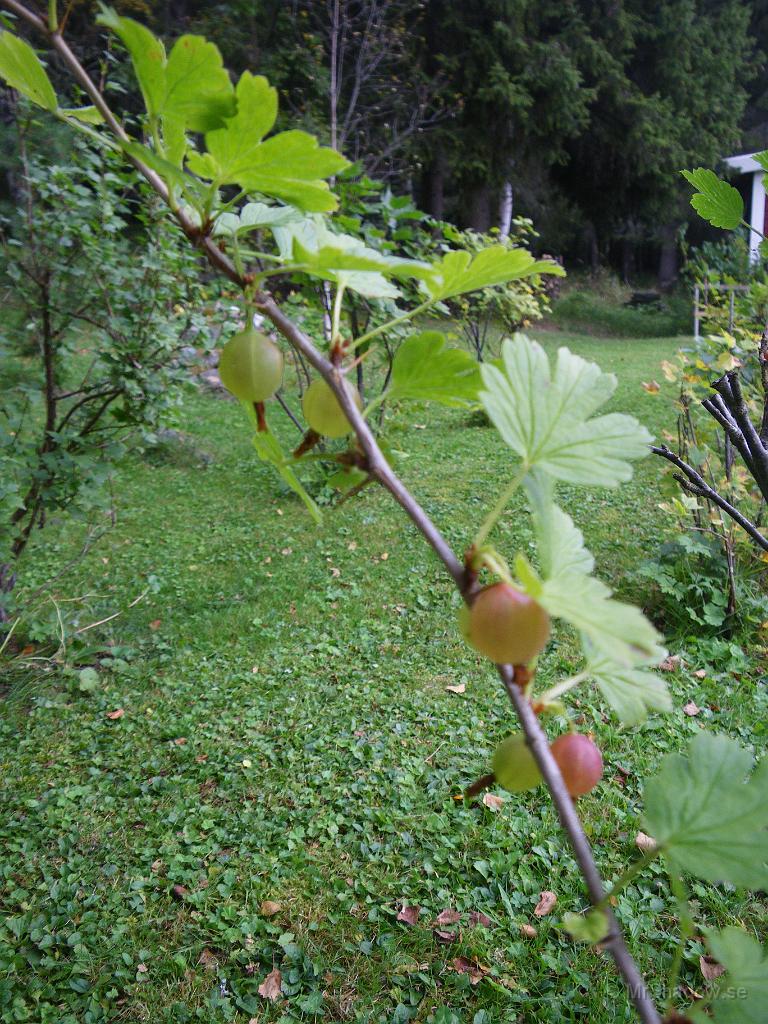 IMGP4266.JPG - Krusbärsskörden är dubbelt så stor i år, mot förra året ;-)
