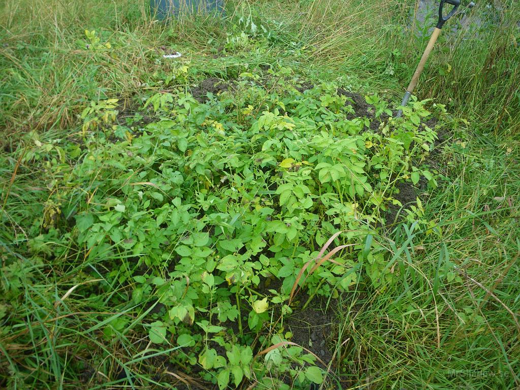 IMGP4277.JPG - Potatislandet hos kompisarna i Röde. Som på många andra ställen ser potatisblasten lite klen ut.