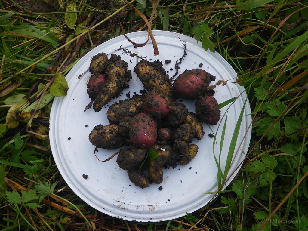 IMGP4278.JPG - Skörden var också tämligen klen.. Vissa stånd gav ingen utdelning alls och snittet är kanske 2 potatis per stånd. Det var mycket blött i jorden också.