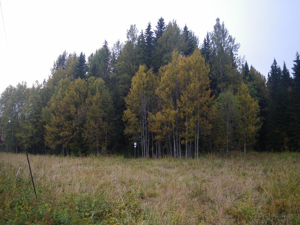 IMGP4280.JPG - Asparna börjar skifta i gult.