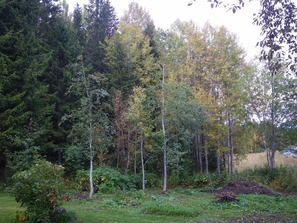 IMGP4281.JPG - Från husknuten syns det också väl hur färgerna förändras.