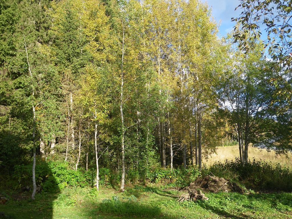 IMGP4304.JPG - Det är många grönfärger bland träden..