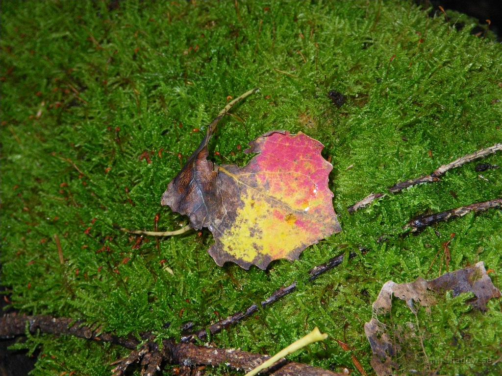 IMGP4345.JPG - Ett av få färgstarka asplöv. Fin kontrast mot den gröna mossan..