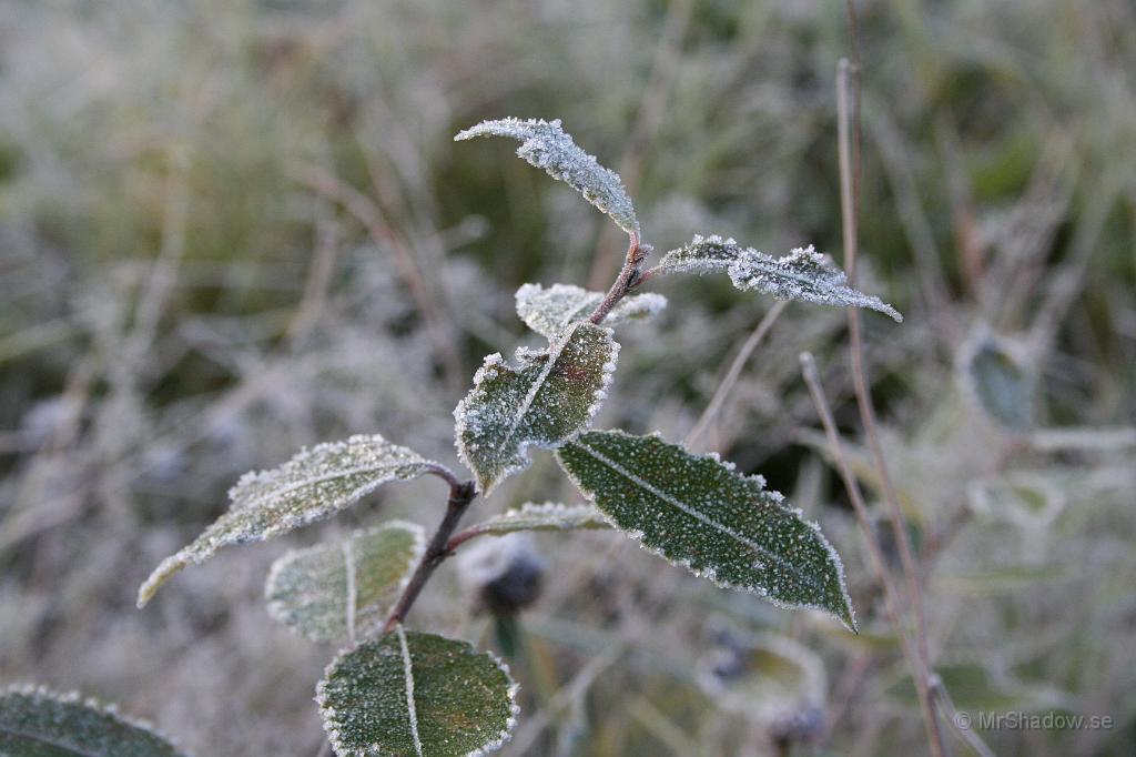 IMG_0248.JPG - Det kan bli en del vackra motiv i blad och kvistar..