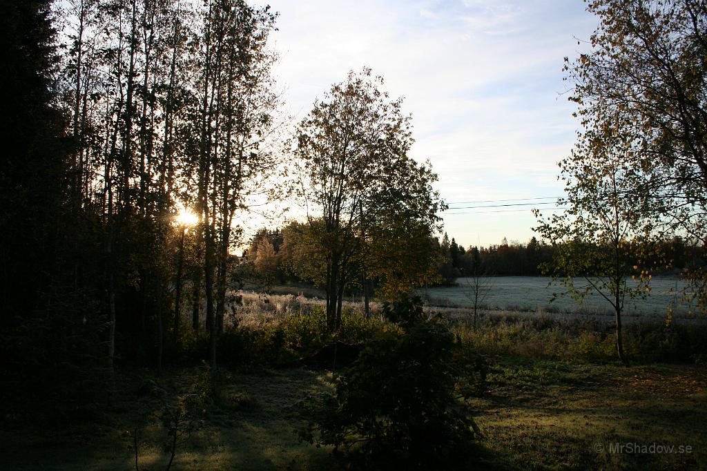 IMG_0251.JPG - Morgonljuset är lite härligt genom de snart lövtomma grenarna