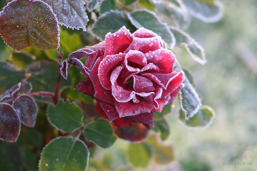 IMG_0256.JPG - Rosen igen. Den är så fin.