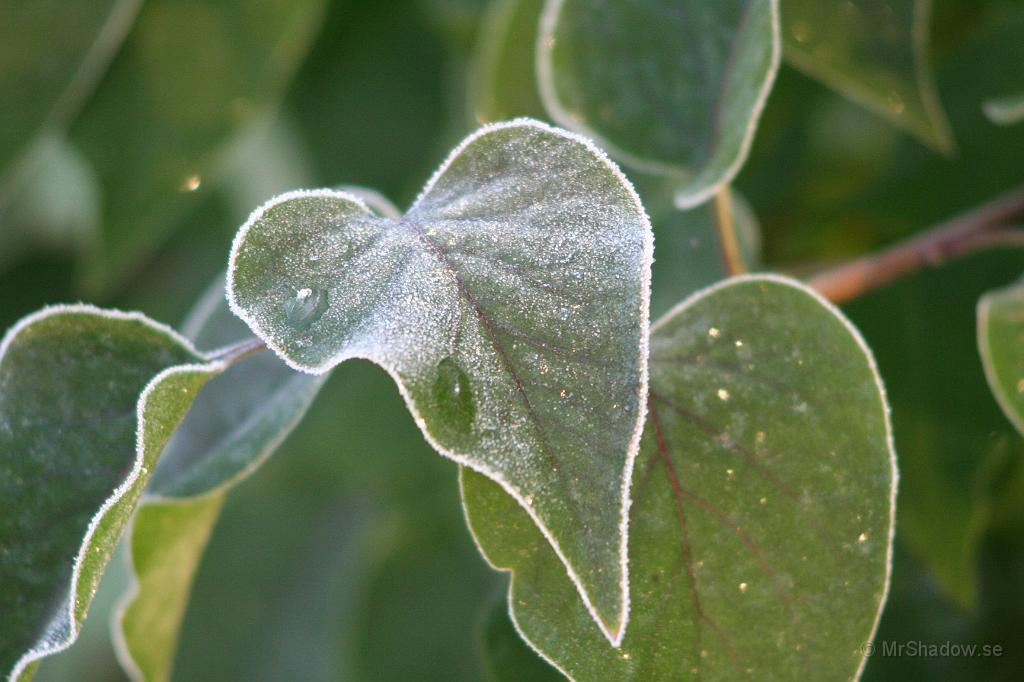 IMG_0258.JPG - Blade på syrenbusken ser lite "luddigt" ut, men det är ju frost..