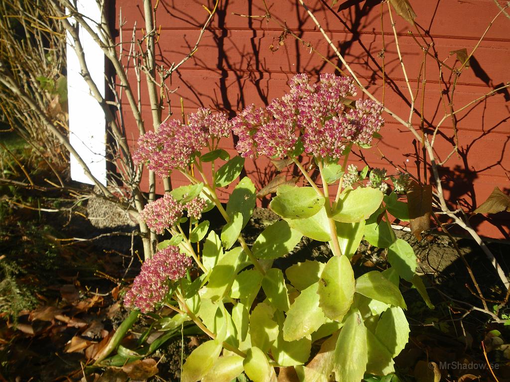 IMGP4840.JPG - Tror de där blommorna heter höstglöd.  Fina är de i var t fall.