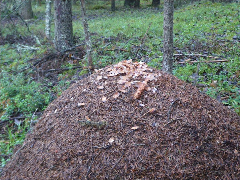 IMGP4845.JPG - Undrar om någon slängt skräpet på myrstacken bara för att djäklas ??  Så kan man ju tänka när man ser resterna av en kotte mitt uppe på myrstacken. Typiskt nog fick bilden lite oskärpa :-(