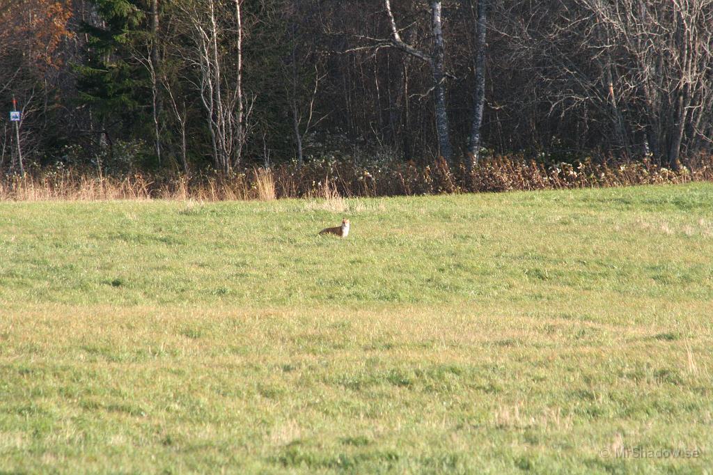 IMG_0438.JPG - 2010-10-10   Där borta så står det en räv och studerar mig. Lyckades hämta kameran och få ett snabbskott..