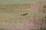 IMG_0451