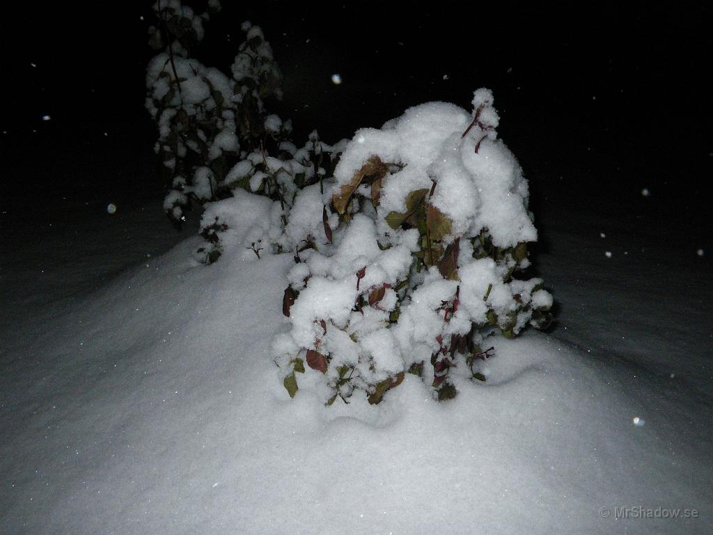 IMGP4932.JPG - I år var det inga blommor på rosorna när snön kom...