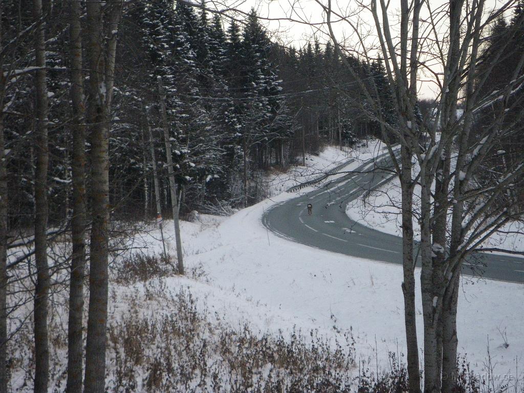 IMGP5053.JPG - 2010-11-27  Ett rådjur kom gående över lägdan och tog sedan vägen upp mot byn. Pratade i telefon och sa att  "-hoppas det inte kommer någon bil..." Och så kom plogbilen... Men den stannade och lät rådjuret hoppa av vägen.