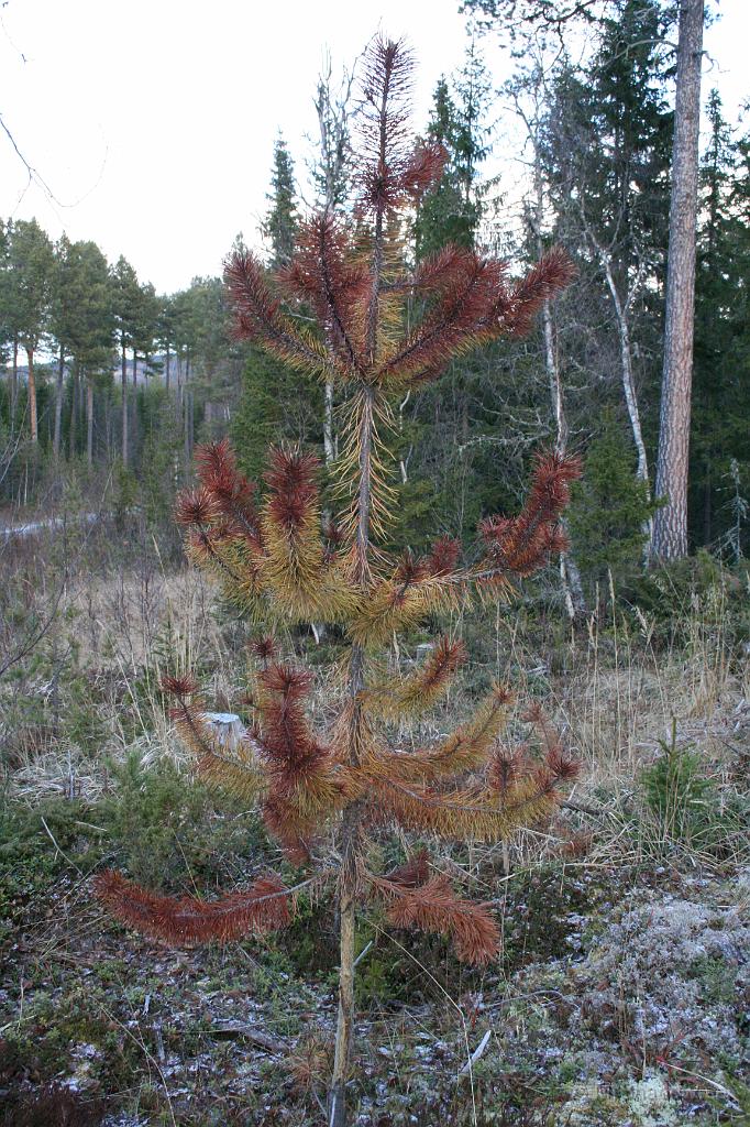 IMG_0888.JPG - Den tallen mår inte såå bra. Undrar vad den drabbats av ??