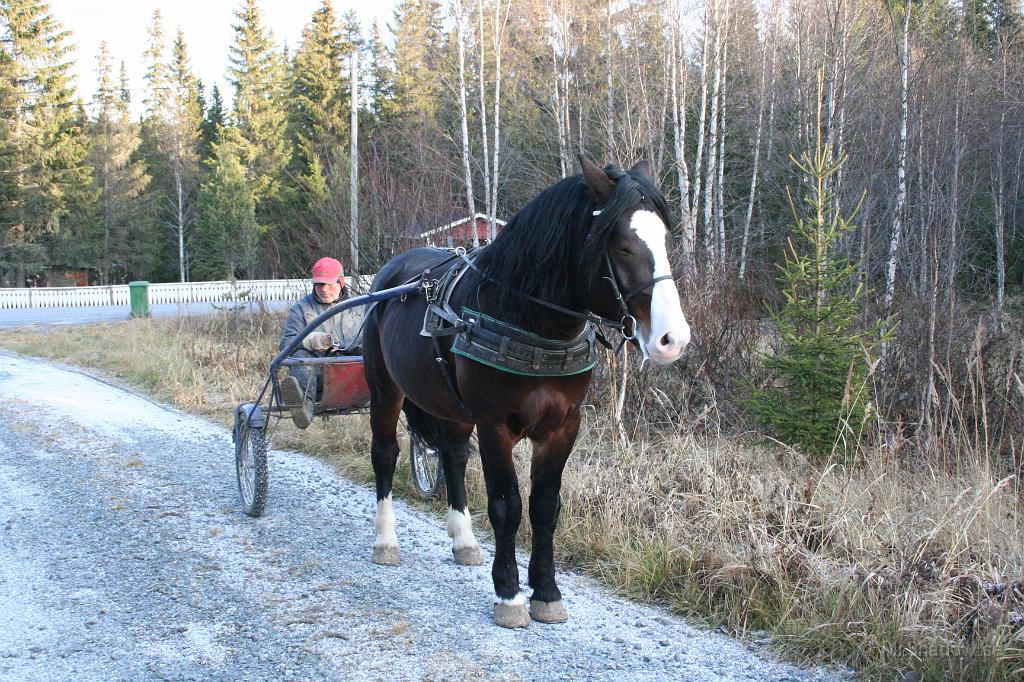 IMG_0893.JPG - Mötte en av grannarna som var ute och tränade sin travhäst.