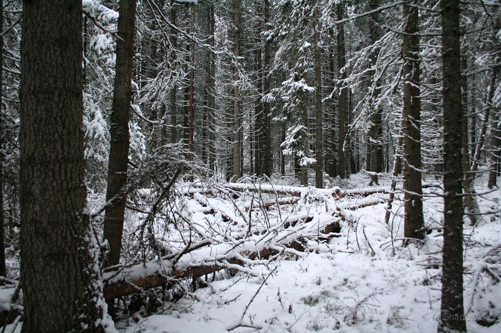 IMG_0945.JPG - Traskade runt en liten annan slinga i skogen och konstaterade att det finns gott om ved att ta till vara.. Minst 10 större granar har rasat senaste halvåret.. bara på 20x20 m ...