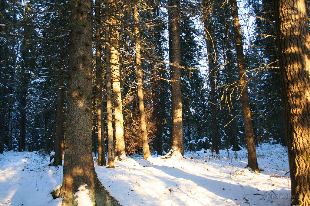 IMG_0998.JPG - Det är fint när solen lyser in bland träden.