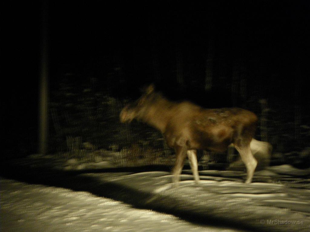 IMGP5306.JPG - 2010-12-17  Mat på väg.. Bilen framför stannade till och det gjorde jag också.. När jag stannade beslutade sig älgen för att gå över vägen..