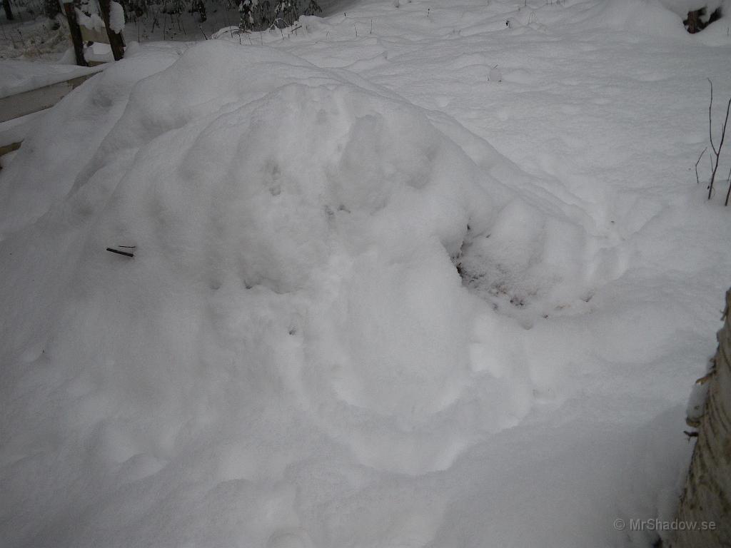 IMGP5311.JPG - Komposten har haft besök under natten. Mest troligt räven som hälsat på. Nu var det nog inget färskt ätbart där, men det visste ju inte räven..