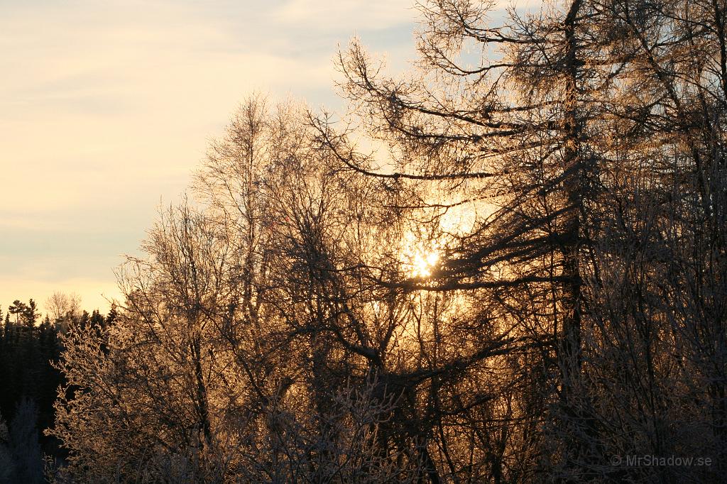 IMG_1108.JPG - Solen lyser genom grenarna