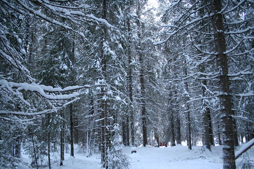 IMG_1251.JPG - 2010-12-18  Det är vitt i skogen, fast jag glömde att justera vitbalansen :-(