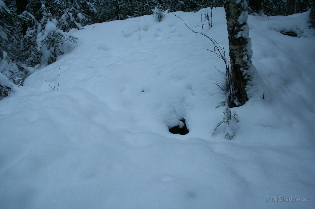 IMG_1253.JPG - Ingen hemma i rävlyan idag heller