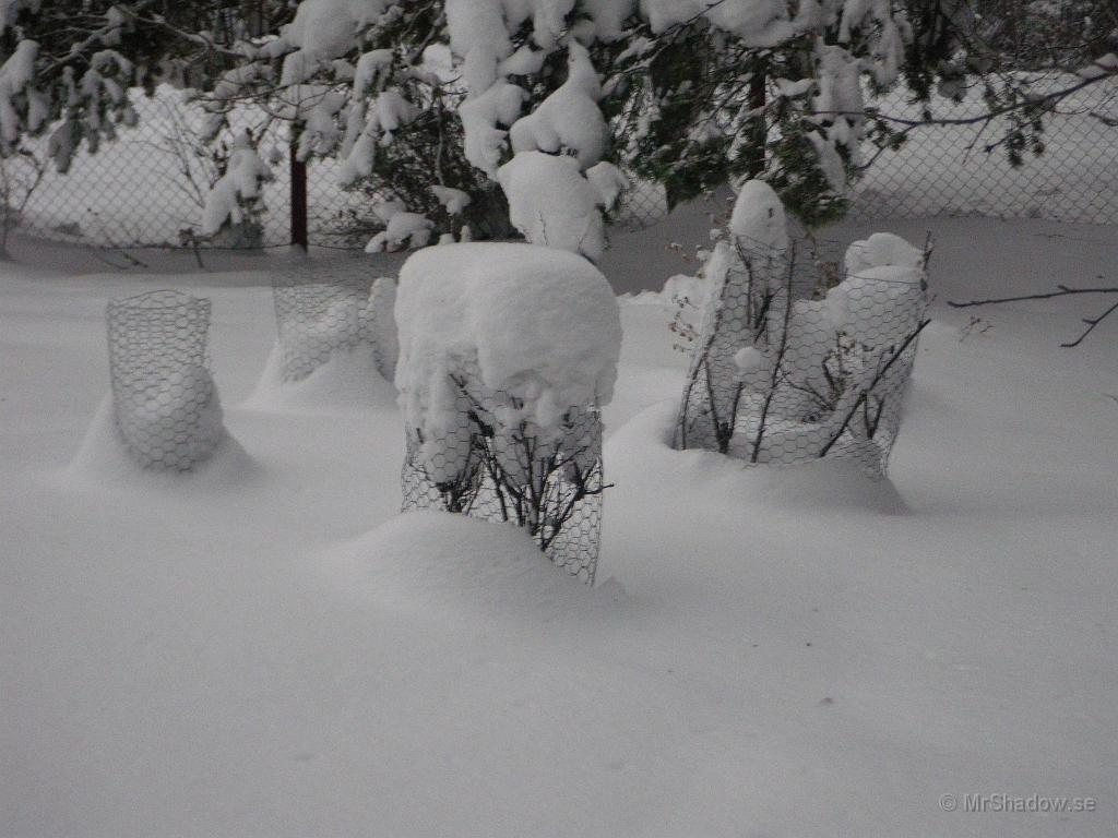 IMGP5450.JPG - Näten runt bärbuskarna hjälper till att skulptera snön..