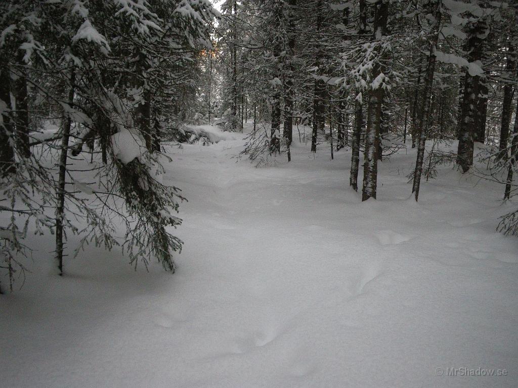 IMGP5504.JPG - Det är inte bara jag som är ute i skogen. Här kan det vara älg som vandrat..