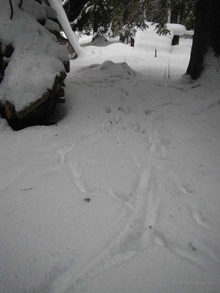 IMGP5572.jpg - 2011-01-22  Här har det varit besök. Både rådjur och räv har gått bakom uthuset och vedtraven..