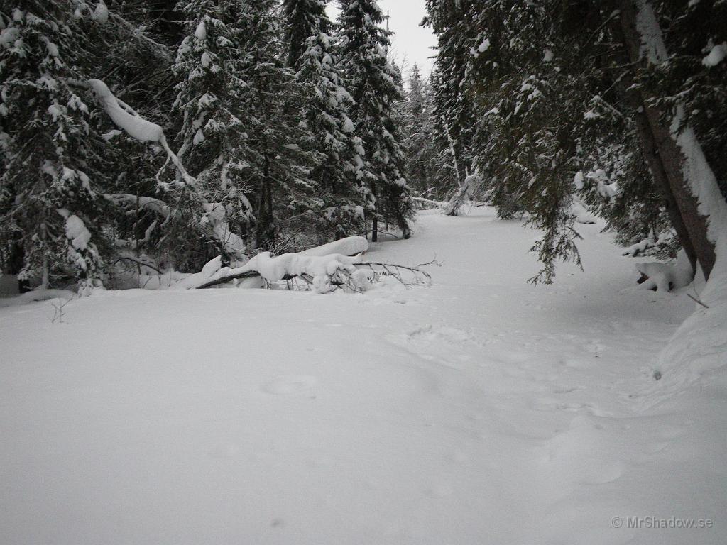 IMGP5574.JPG - Misstänker att det kan bli en besvärlig islossning i vår. Det är redan översvämning...