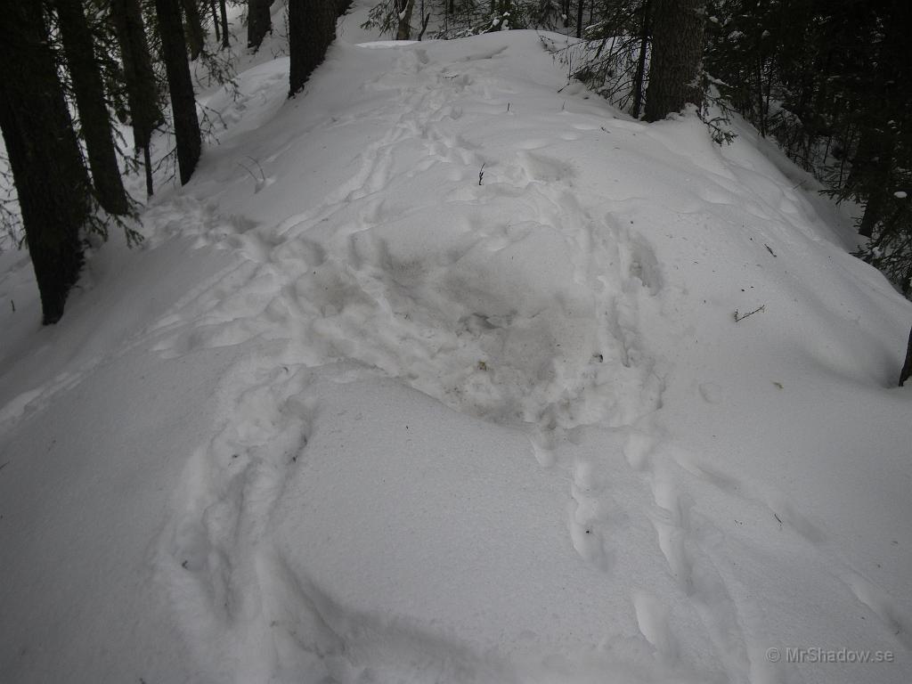 IMGP5788.JPG - Rävlyan är välbesökt denna helg. Kalas eller vad ??