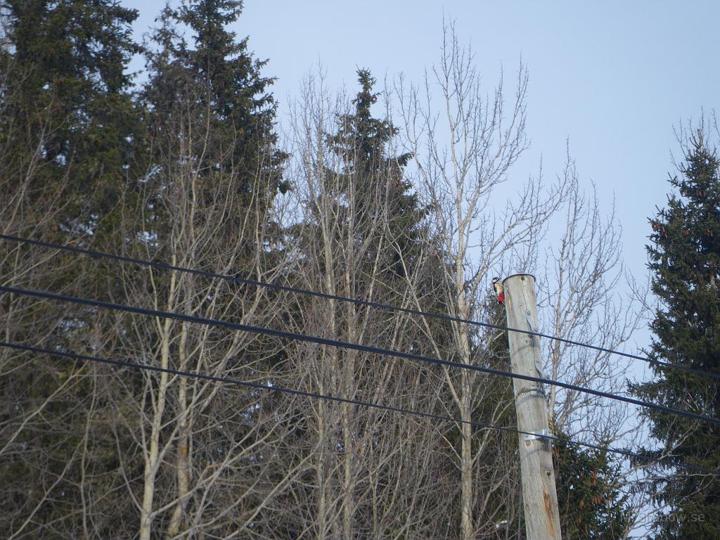 IMGP5789.JPG - Hörde ett konstigt ljud till och från. Såg så något som satt i en av telestolparna..