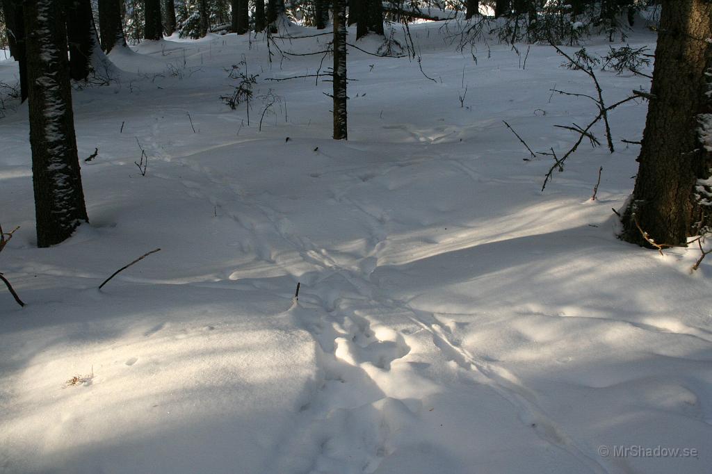 IMG_1577.JPG - Men det är ju inte bara räv som kliver omkring i skogen..