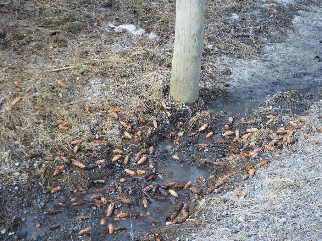 IMGP6006.JPG - Mycket kott är det också.. och inte en gran närmare än 20-25 m