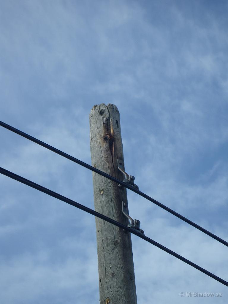 IMGP6008.jpg - Men svaret på gåtan är att någon fågel, troligen en hackspett, kilar fast kotten i en spricka på stolpen så att den kan hacka lös några frön..