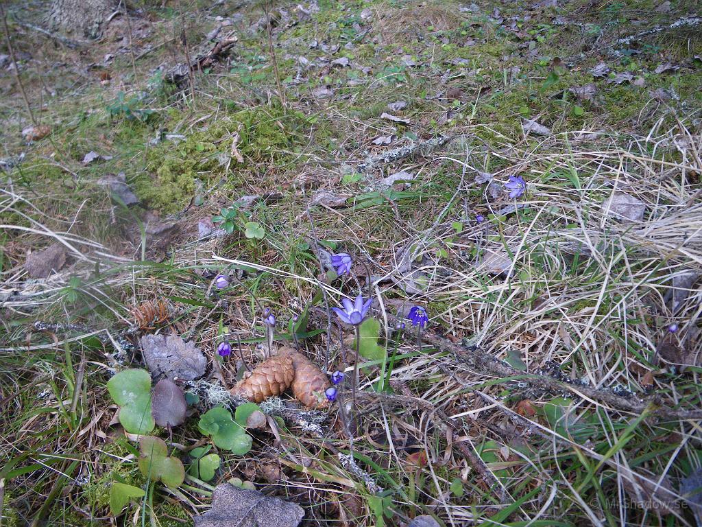IMGP6041.JPG - Jodå, några blåsippor tittar fram i skogsbacken.
