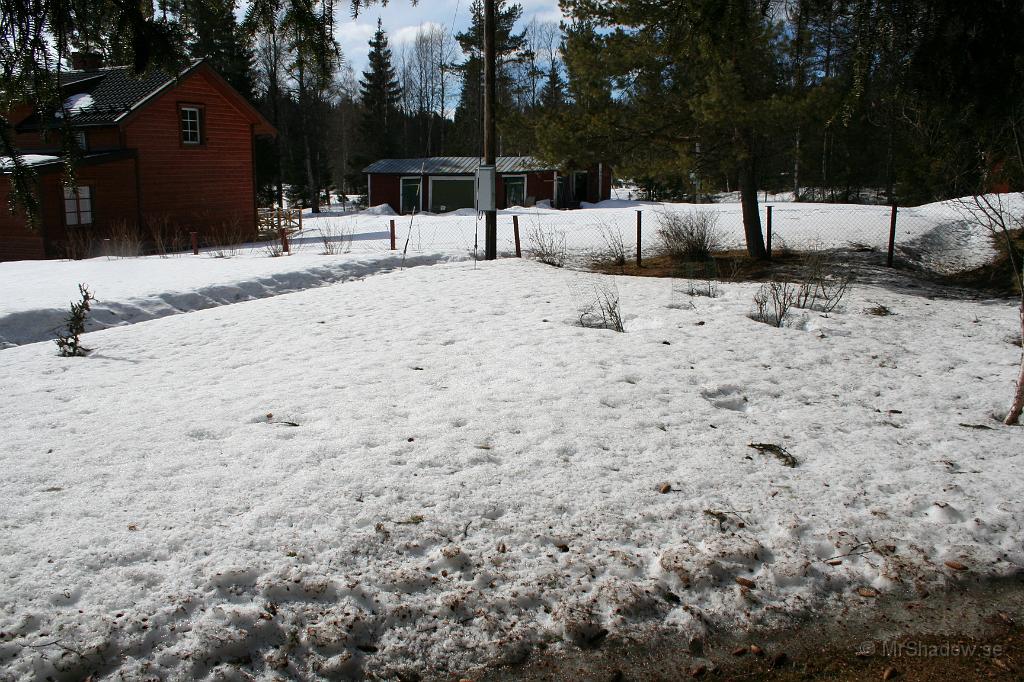 IMG_1874.JPG - Några bärbuskar tittar dock upp genom snötäcket.