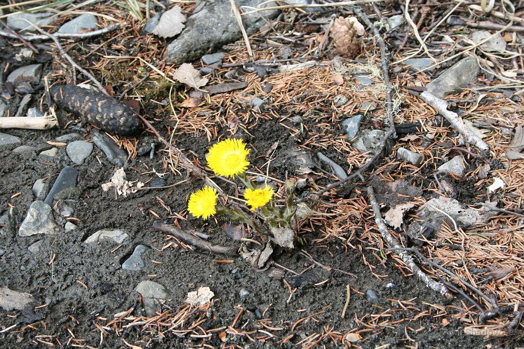 IMG_2033.JPG - Några tussilago hittade jag vid ån.