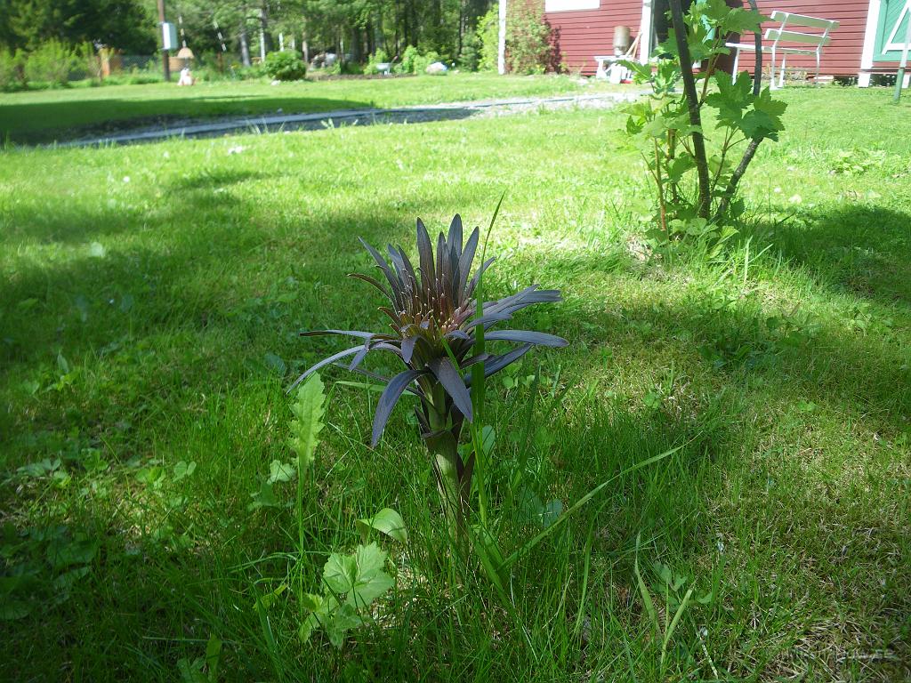 IMGP6362.JPG