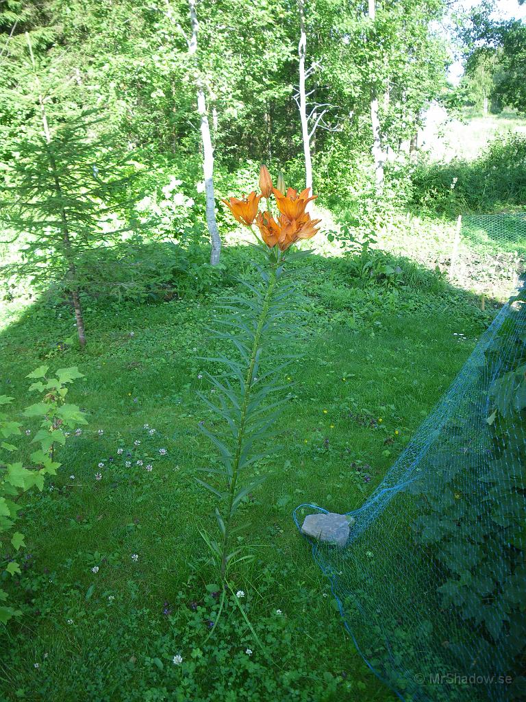 IMGP6831.jpg - 2011-07-11