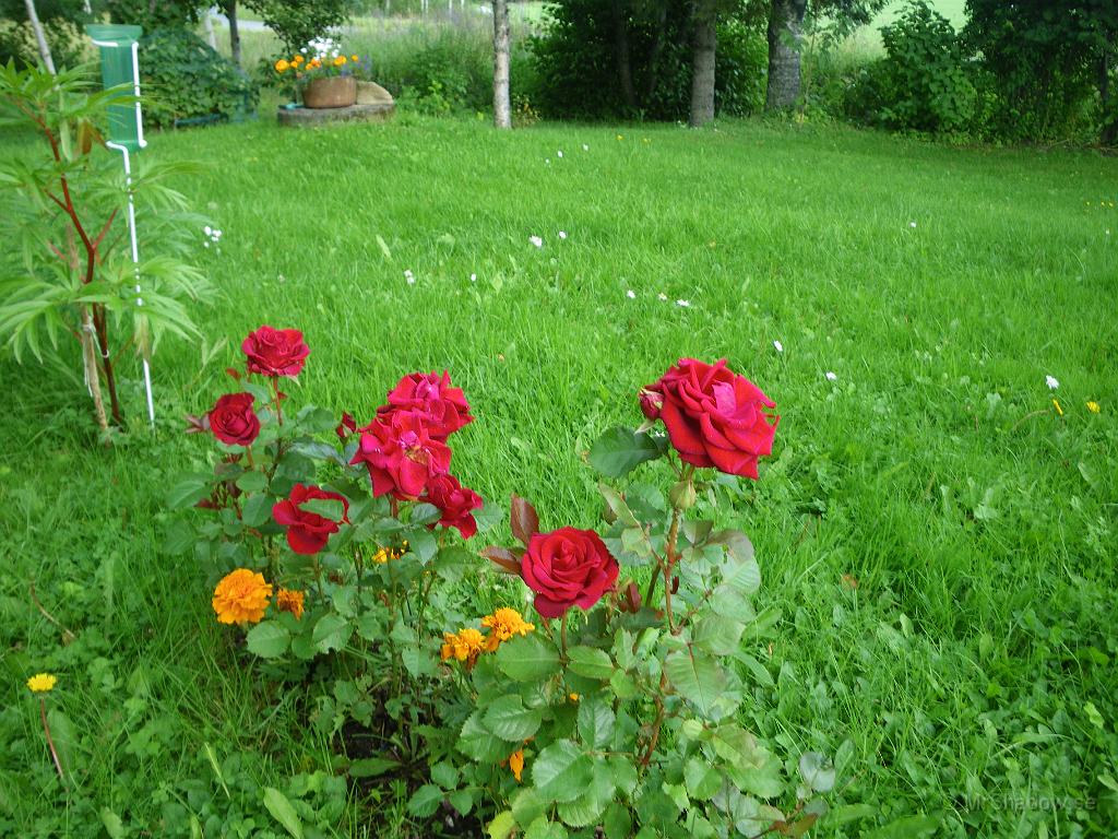 IMGP7209.JPG