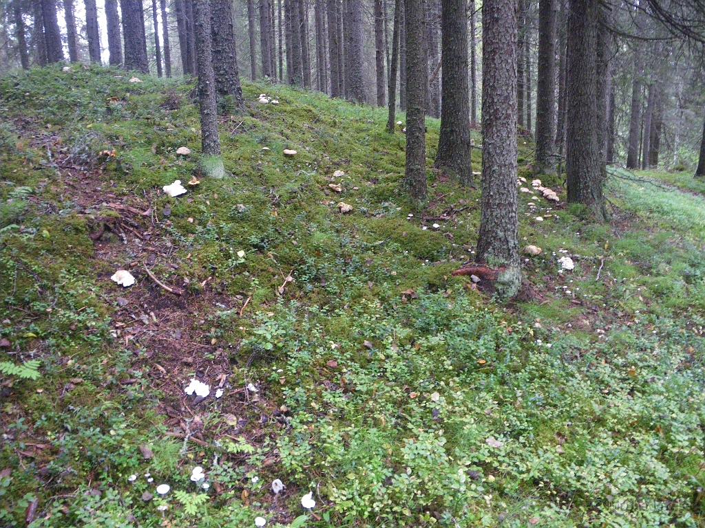IMGP7378.JPG - Visst svampår i år..