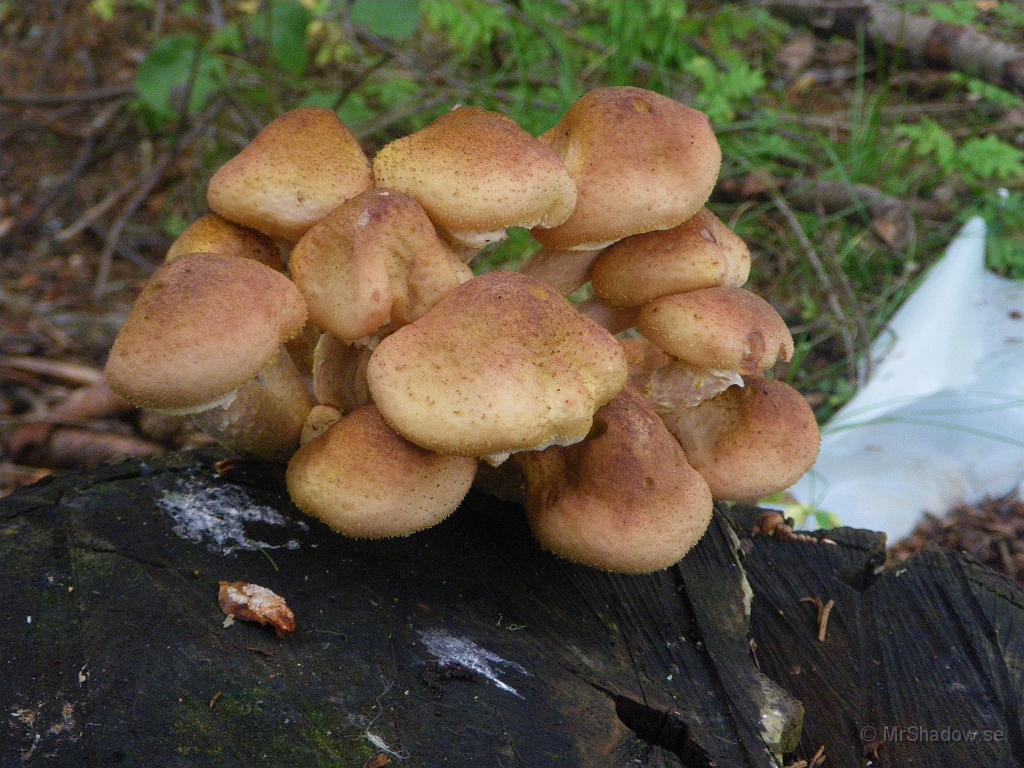 IMGP7379.JPG - De växer överallt där de kan finna minsta näring. Här på en gammal björkstubbe..